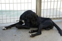 PANTY, Hund, Mischlingshund in Italien - Bild 17