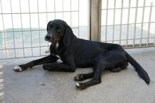 PANTY, Hund, Mischlingshund in Italien - Bild 19