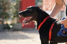 PANTY, Hund, Mischlingshund in Italien - Bild 20