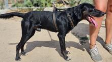PANTY, Hund, Mischlingshund in Italien - Bild 3