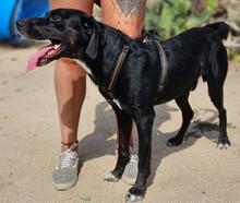 PANTY, Hund, Mischlingshund in Italien - Bild 5