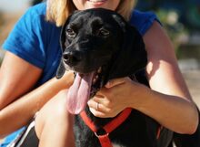 PANTY, Hund, Mischlingshund in Italien - Bild 9