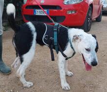 COZZA, Hund, Mischlingshund in Italien - Bild 17