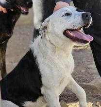 COZZA, Hund, Mischlingshund in Italien - Bild 21