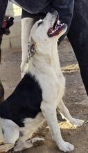 COZZA, Hund, Mischlingshund in Italien - Bild 24
