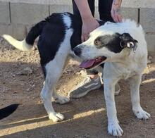 COZZA, Hund, Mischlingshund in Italien - Bild 25