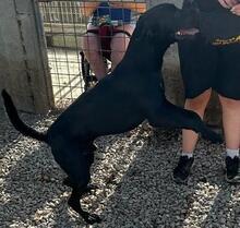NERONE, Hund, Mischlingshund in Italien - Bild 17