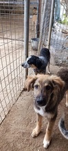 EUGENIA, Hund, Mischlingshund in Griechenland - Bild 7