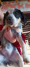 EUGENIA, Hund, Mischlingshund in Griechenland - Bild 8