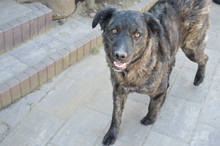 CORA, Hund, Mischlingshund in Rumänien - Bild 1