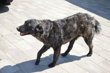 CORA, Hund, Mischlingshund in Rumänien - Bild 10