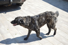 CORA, Hund, Mischlingshund in Rumänien - Bild 11