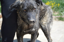 CORA, Hund, Mischlingshund in Rumänien - Bild 12