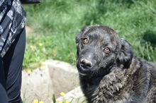 CORA, Hund, Mischlingshund in Rumänien - Bild 14