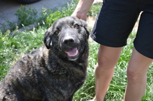 CORA, Hund, Mischlingshund in Rumänien - Bild 15
