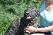 CORA, Hund, Mischlingshund in Rumänien - Bild 16