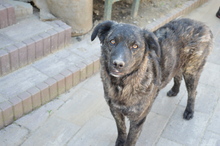 CORA, Hund, Mischlingshund in Rumänien - Bild 2