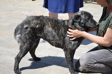 CORA, Hund, Mischlingshund in Rumänien - Bild 5