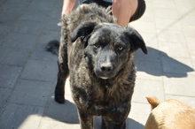 CORA, Hund, Mischlingshund in Rumänien - Bild 8