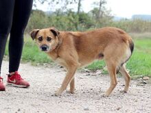 SPIDER, Hund, Mischlingshund in Slowakische Republik - Bild 10