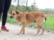 SPIDER, Hund, Mischlingshund in Slowakische Republik - Bild 12