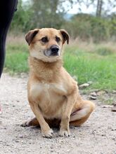 SPIDER, Hund, Mischlingshund in Slowakische Republik - Bild 17