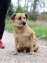 SPIDER, Hund, Mischlingshund in Slowakische Republik - Bild 19