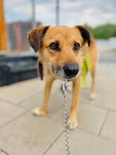 SPIDER, Hund, Mischlingshund in Slowakische Republik - Bild 7