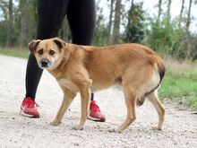SPIDER, Hund, Mischlingshund in Slowakische Republik - Bild 8