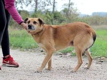 SPIDER, Hund, Mischlingshund in Slowakische Republik - Bild 9