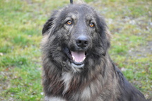 KEANO, Hund, Mischlingshund in Rumänien - Bild 1