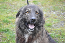 KEANO, Hund, Mischlingshund in Rumänien - Bild 3