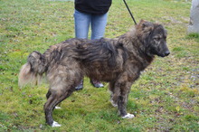 KEANO, Hund, Mischlingshund in Rumänien - Bild 4