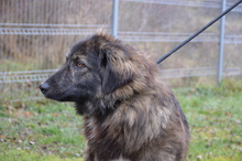 KEANO, Hund, Mischlingshund in Rumänien - Bild 6