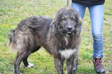 KEANO, Hund, Mischlingshund in Rumänien - Bild 8
