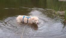 NORWARD, Hund, Maremmano-Mix in Italien - Bild 3