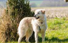 NORWARD, Hund, Maremmano-Mix in Horn-Bad Meinberg - Bild 10