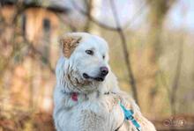 NORWARD, Hund, Maremmano-Mix in Horn-Bad Meinberg - Bild 12