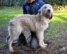 NORWARD, Hund, Maremmano-Mix in Horn-Bad Meinberg - Bild 19