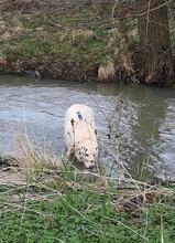 NORWARD, Hund, Maremmano-Mix in Horn-Bad Meinberg - Bild 4