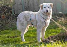 NORWARD, Hund, Maremmano-Mix in Horn-Bad Meinberg - Bild 9