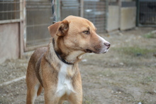 CRASH, Hund, Mischlingshund in Rumänien - Bild 1
