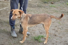 CRASH, Hund, Mischlingshund in Rumänien - Bild 7