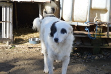WALLACE, Hund, Mischlingshund in Rumänien - Bild 1