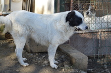 WALLACE, Hund, Mischlingshund in Rumänien - Bild 10