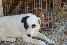 WALLACE, Hund, Mischlingshund in Rumänien - Bild 11