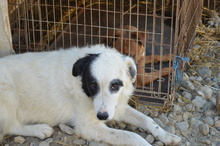 WALLACE, Hund, Mischlingshund in Rumänien - Bild 12