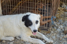 WALLACE, Hund, Mischlingshund in Rumänien - Bild 13
