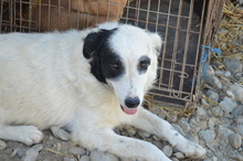 WALLACE, Hund, Mischlingshund in Rumänien - Bild 14
