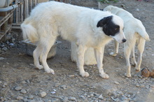 WALLACE, Hund, Mischlingshund in Rumänien - Bild 16